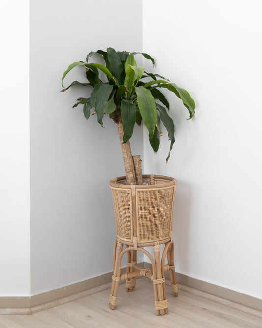 Rattan and cane plant stand